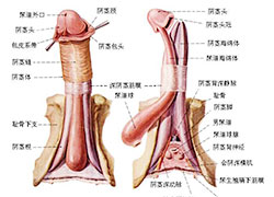 溫州光明醫(yī)院陽(yáng)痿